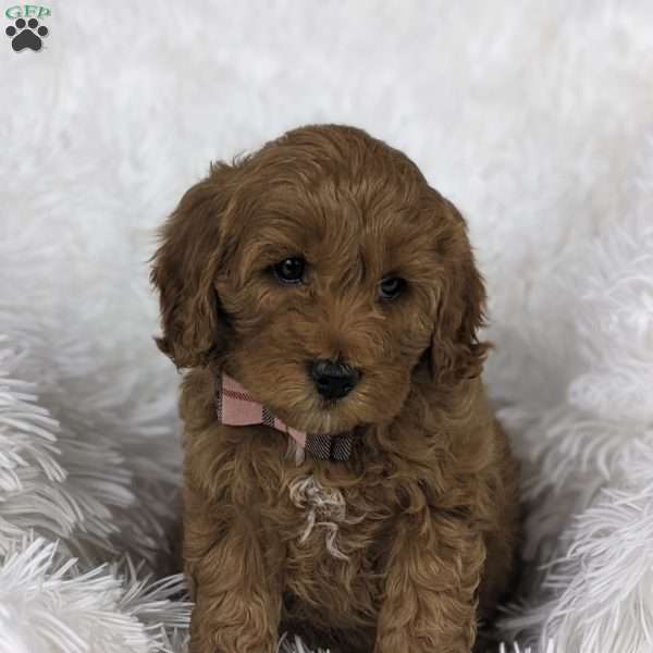 Bouquet, Mini Goldendoodle Puppy